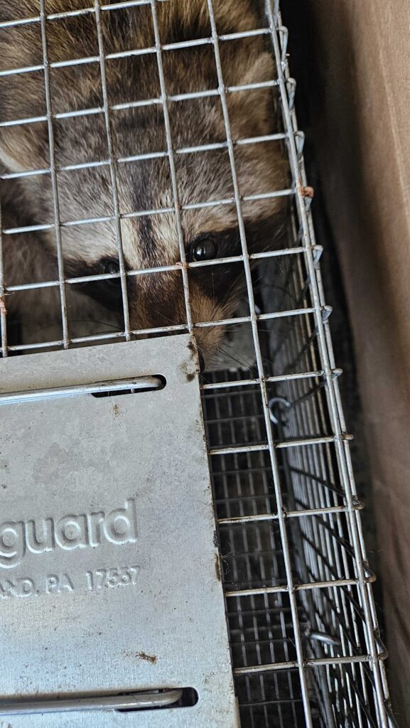 Wildlife Removal Burns